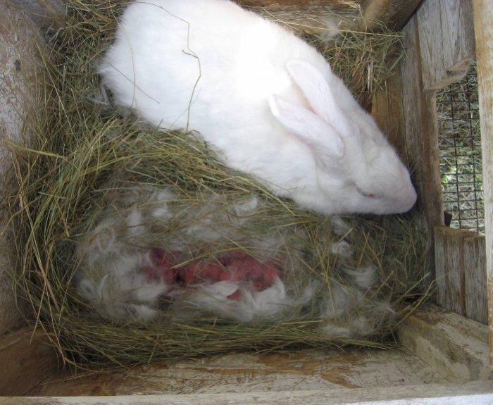 giving birth to a female rabbit