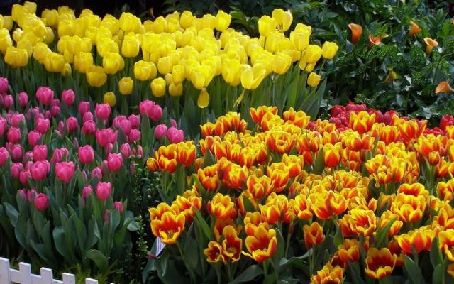 planter des tulipes