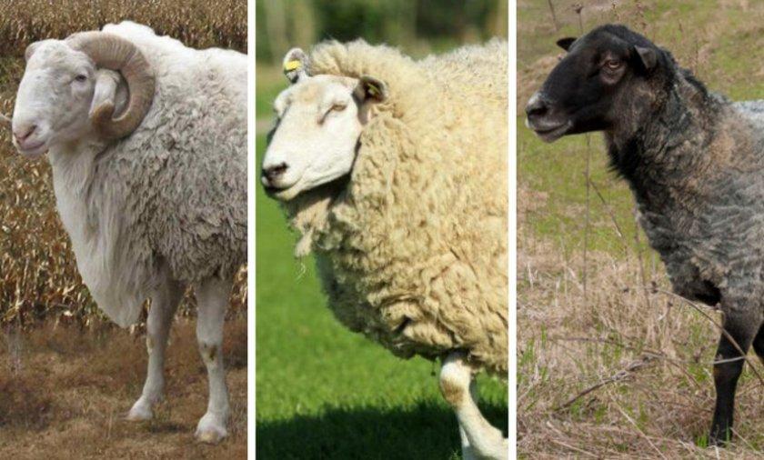 beef sheep breeding