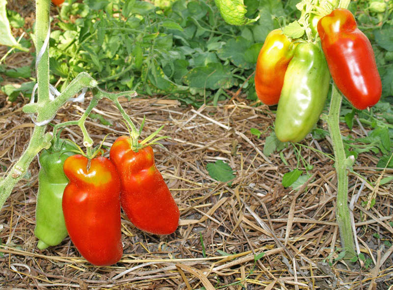 Paprikaförmige rote Tomate im Garten