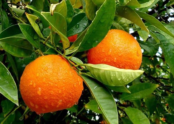 cultivo de naranja