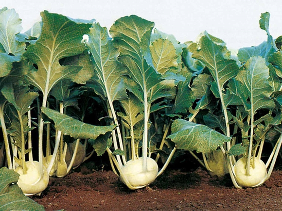 Kohlrabikohl auf offenem Boden