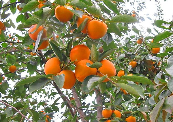 Persimmon cultivation