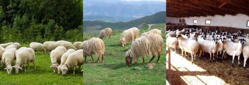 beef sheep breeding