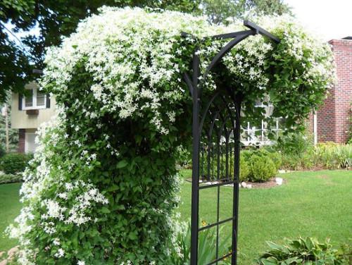 clematis pungent