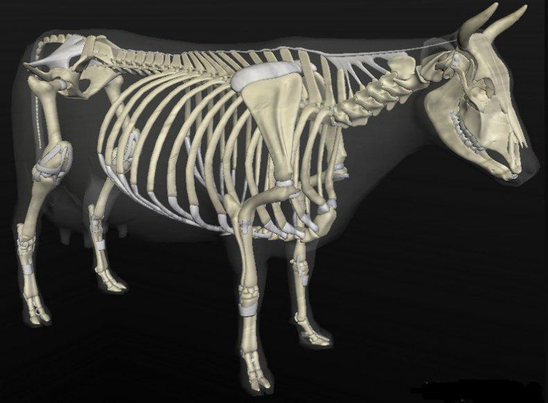 cow skeleton