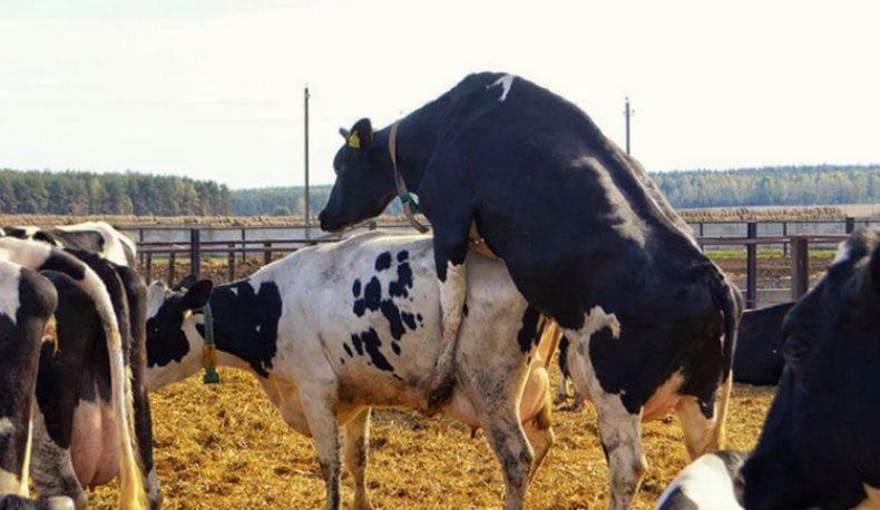 inseminatie van koeien