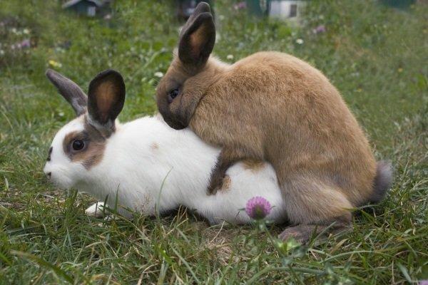 rabbits mating