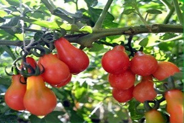 tomato bushes Crimean rose