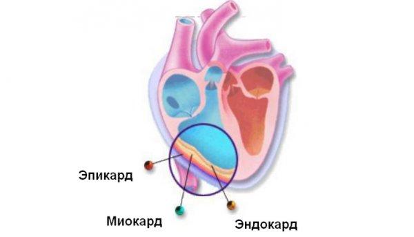 Endocardium ng puso