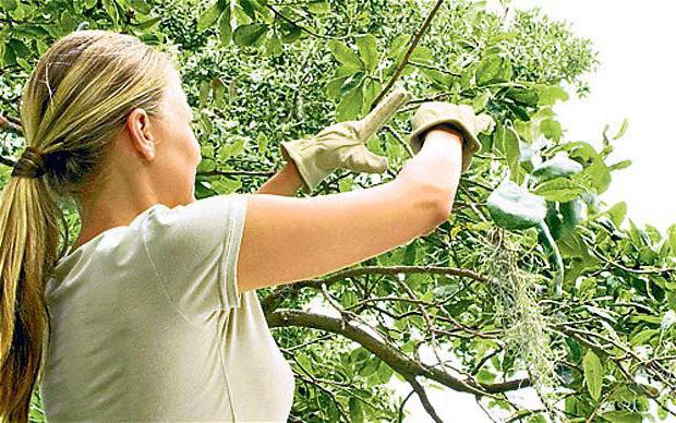 apple tree pruning