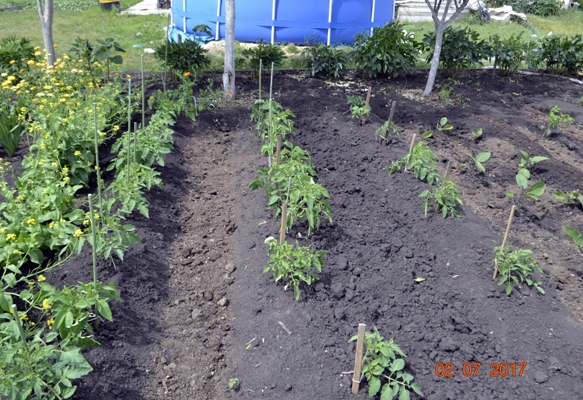 potager avec tomates