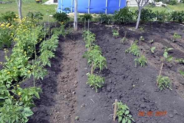 tomates no jardim