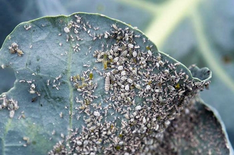 Whitefly na zelí