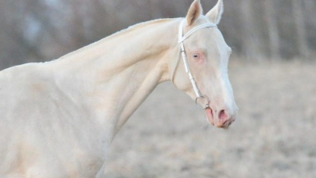 couleur du cheval Isabelle