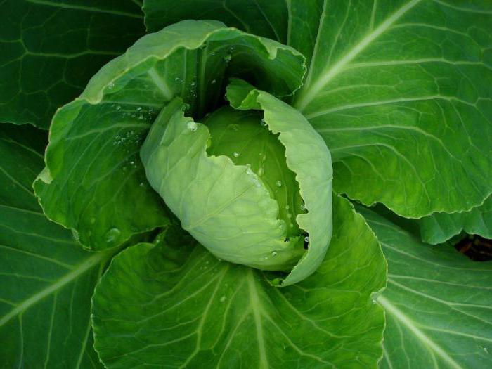 White cabbage does not set heads 