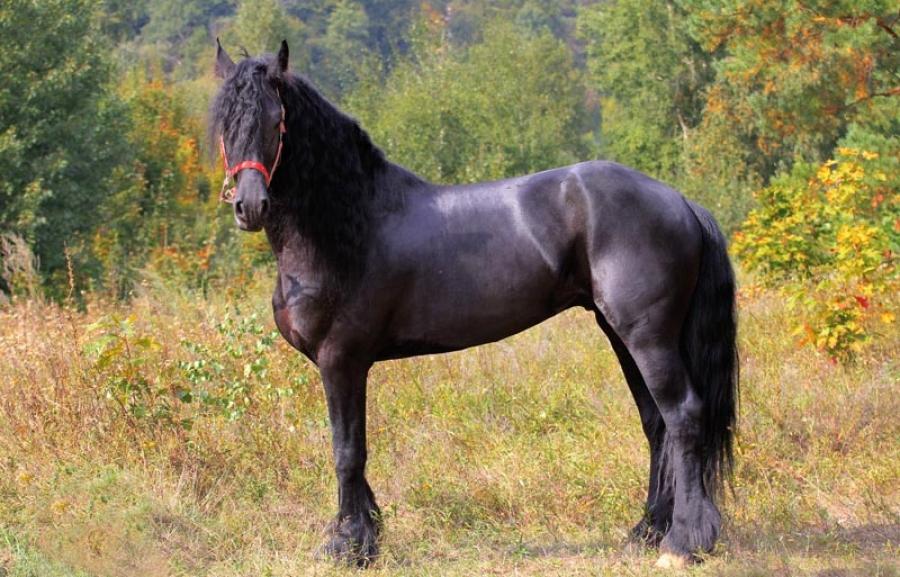 fríský kůň