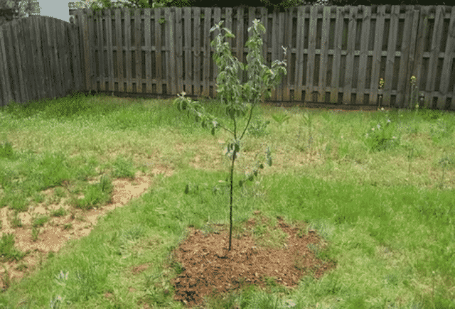 plantare de măr