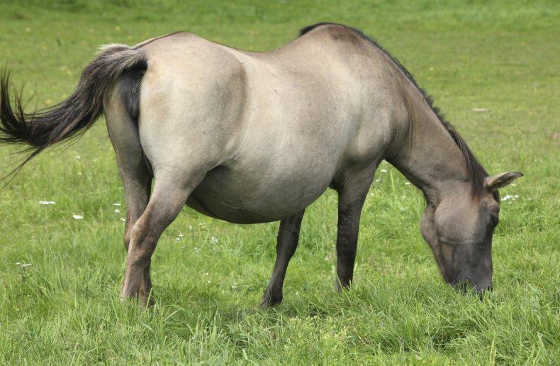 cavalo grávida