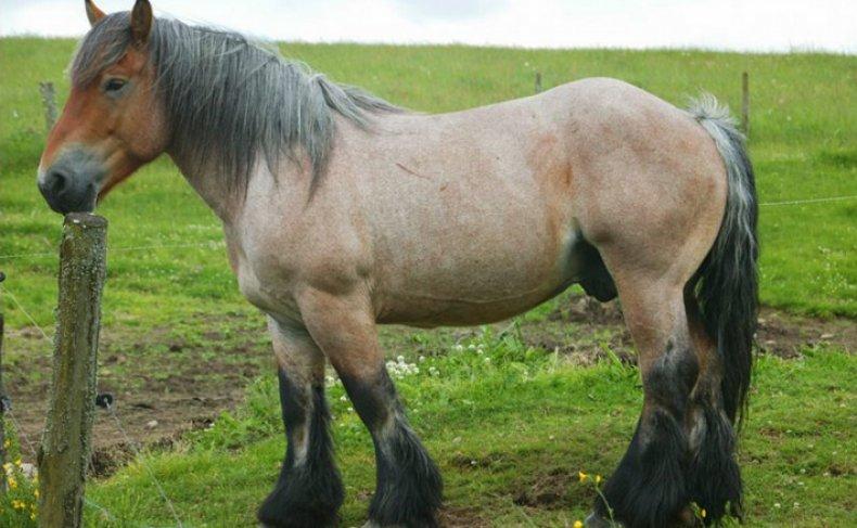 caballo de las ardenas