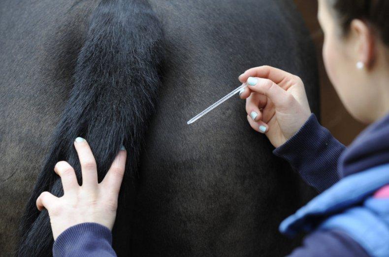 temperatura do cavalo