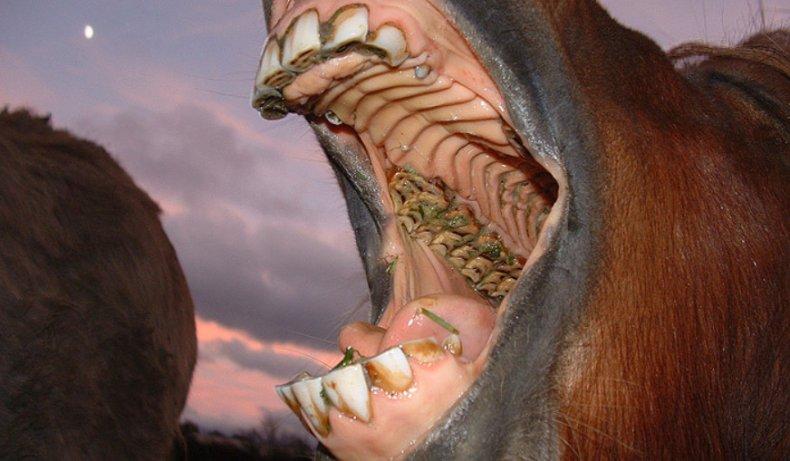 koňské zuby