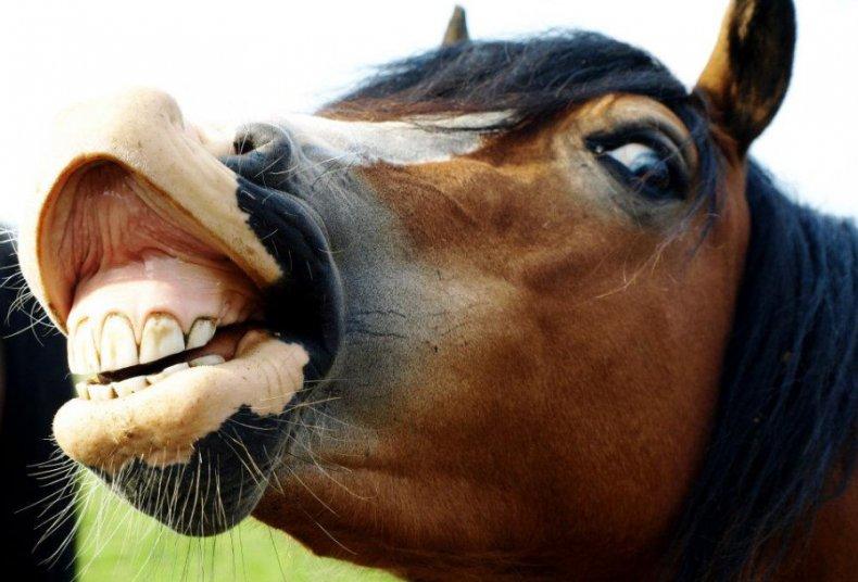 koňské zuby