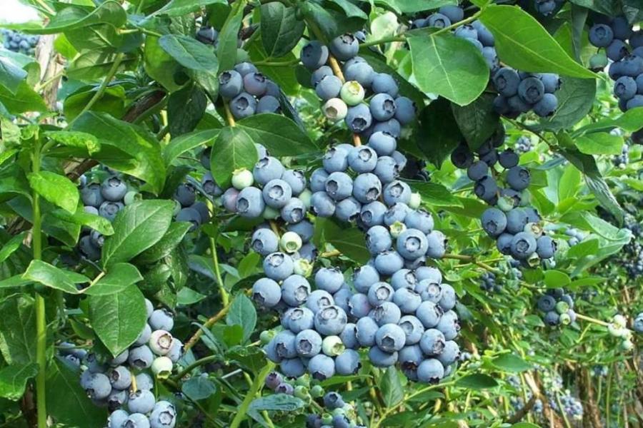 maraming blueberries