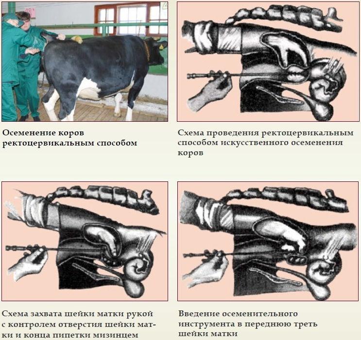 inseminatie van koeien