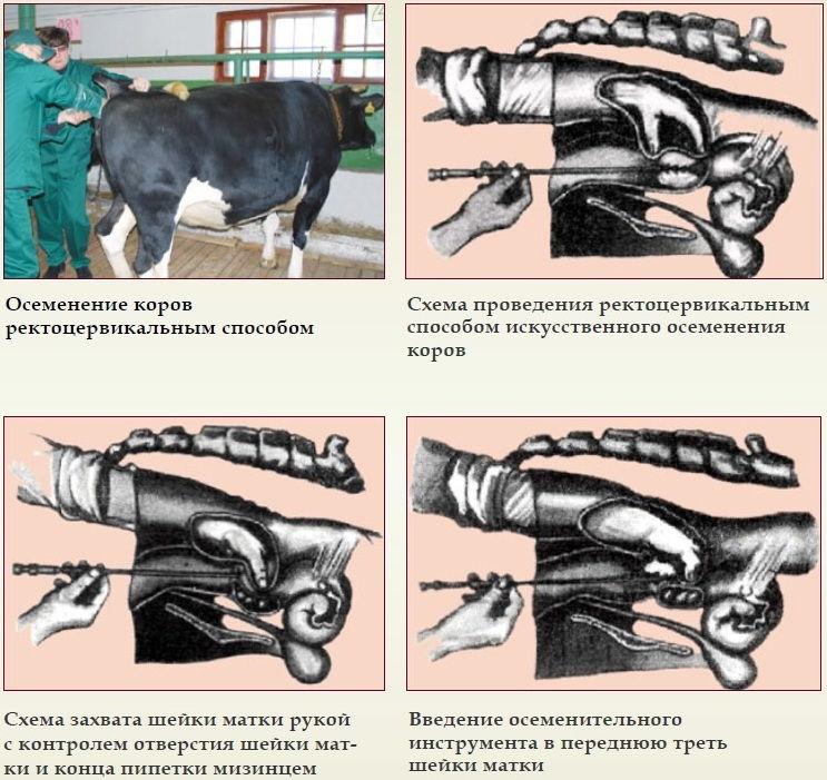 Popis visocervikální metody inseminace krav, nástroje a schéma