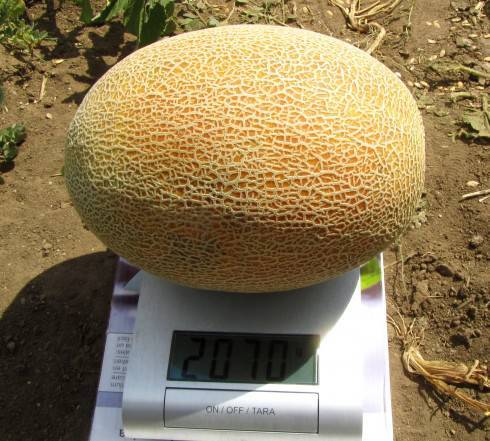 melon Radmila