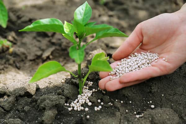 fertilization with mineral fertilizers 