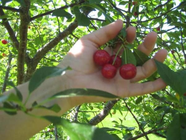 fruta cereza 