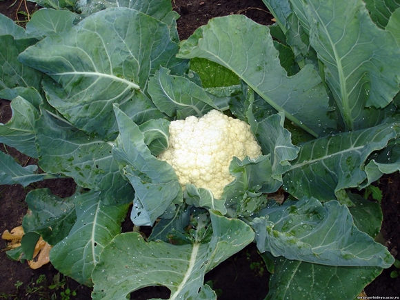 ulo ng cauliflower