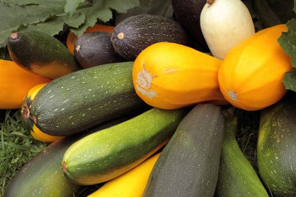 Zucchini in verschiedenen Farben 