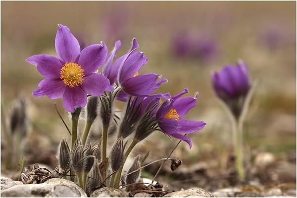 Blumen im Garten 