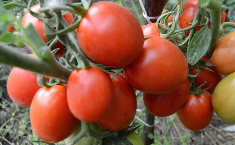 growing tomato