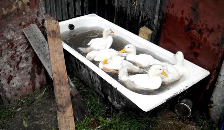 Piscine à faire soi-même