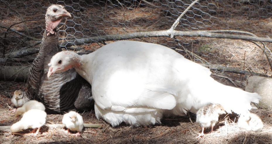 condiciones para criar pavos en casa