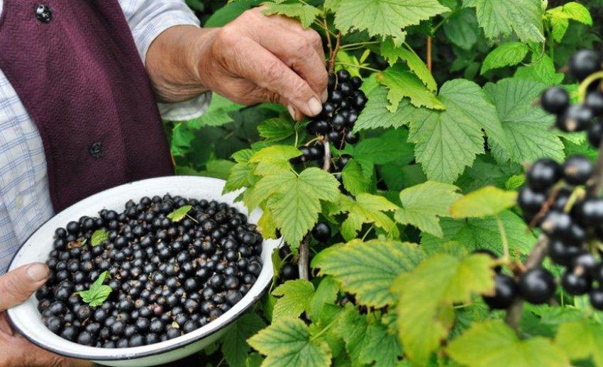 Binäre schwarze Johannisbeere