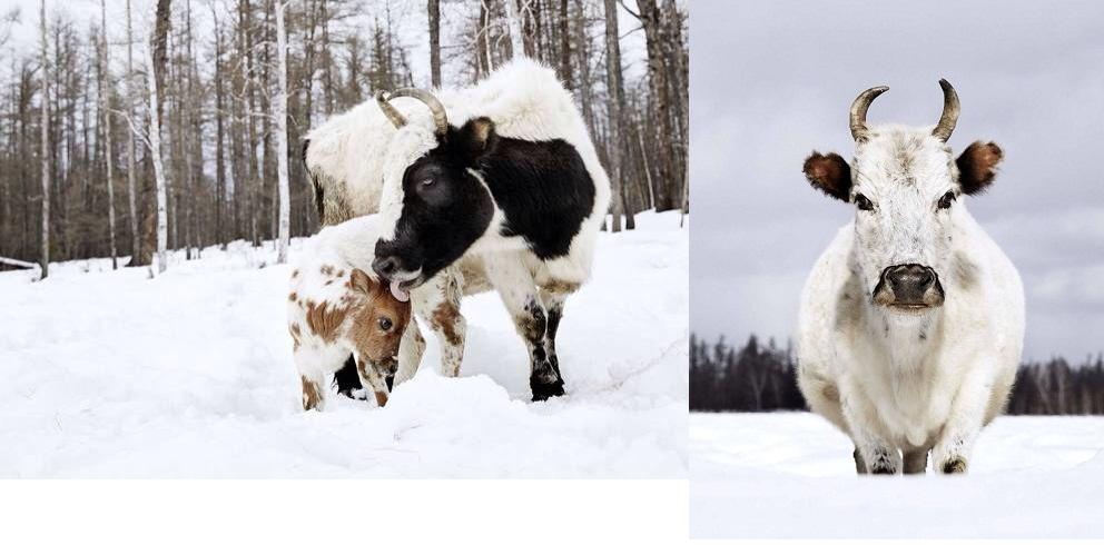 Yakut cow