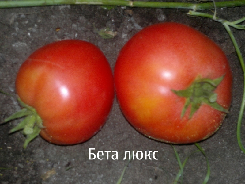 Tomate Betalux