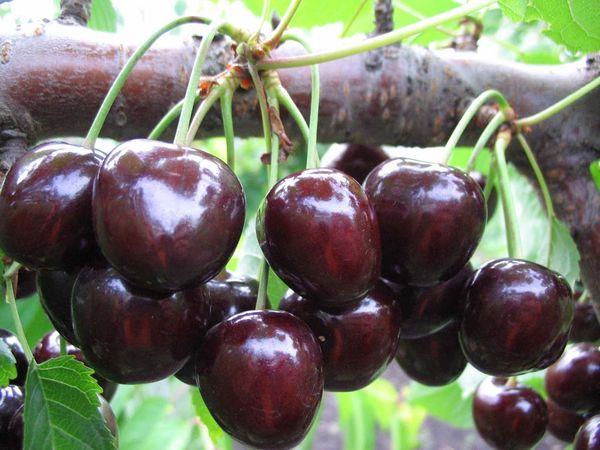 Leningrad cherry