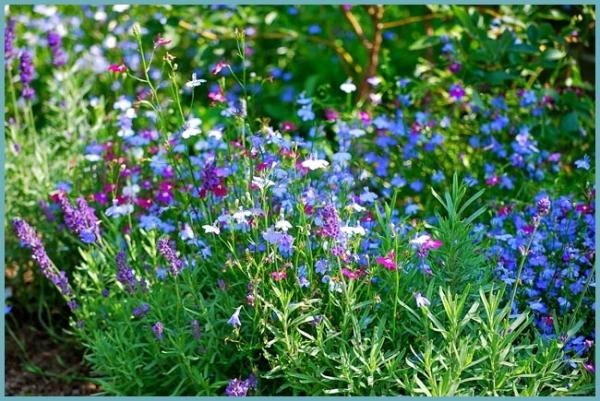 ängsblommor 