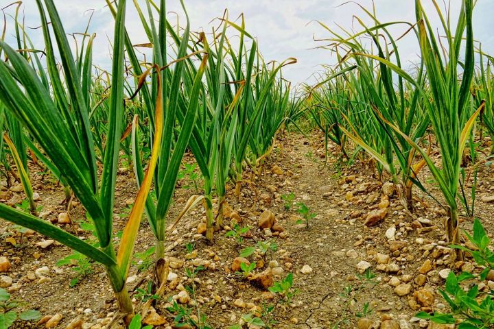 ripening garlic