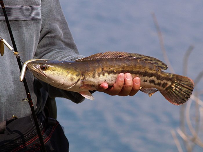 fotografie snakehead ryby