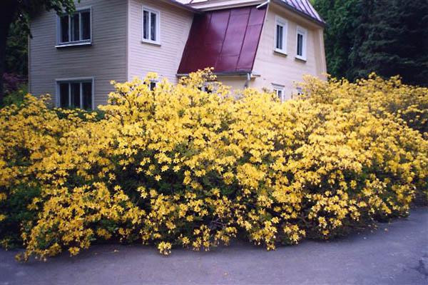 yellow rhododendron 