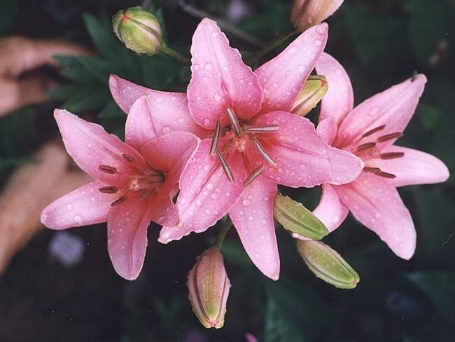 Muss ich Lilien für den Winter ausgraben?