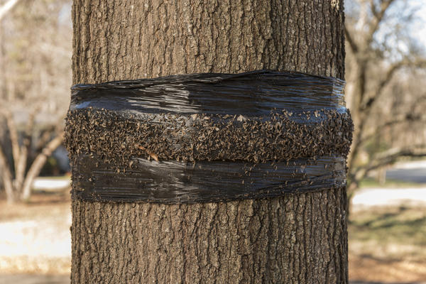 Jagdgürtel an einem Baum