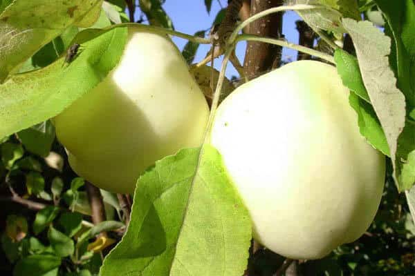 white fruits